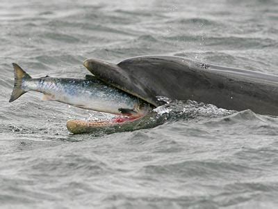 One of the most common dolphins is bottlenose through this article you may raise your understanding as to what do dolphins eat. Dolphin Facts and Pictures for Kids | Cool2bKids