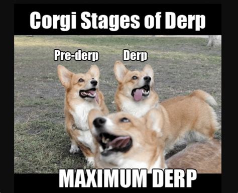 31 Best Corgi Puns Memes And Jokes From The Internet The Smart Canine