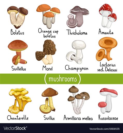 Family Magazine: Types Of Edible Mushrooms
