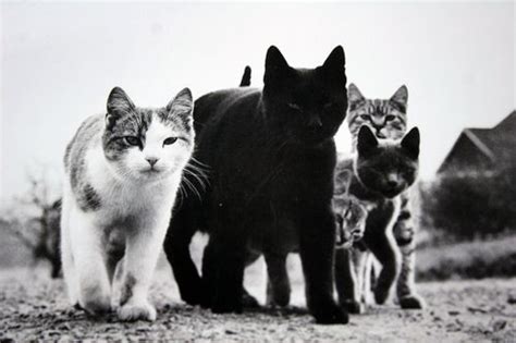 The Mob By Walter Chandoha Love This Pic Cute Cats Photos Kitten