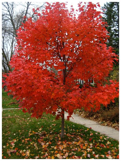 Autumn Blaze Red Maple Tree Acer Saccharinum Heavy Established