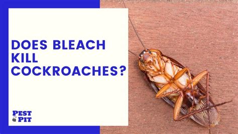 Does Bleach Kill Cockroaches 5 Creative Ways Of Using Bleach To Kill