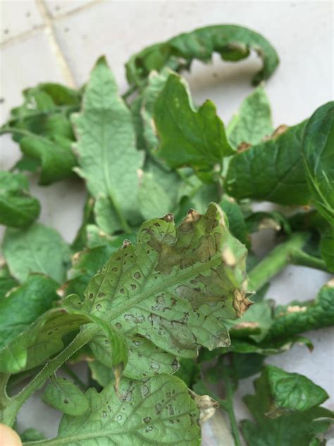 Tomato Aphid Damage To Tomatoes