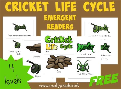 Free Cricket Life Cycle Emergent Readers Blessed Beyond A Doubt