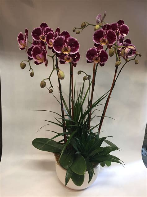 Dark Pink Orchid Planter Long Lasting Pre Order In San Francisco