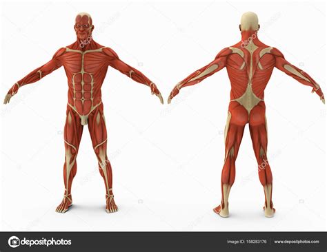Male Anatomy Diagram Back View Anatomy Rear View Back Human High