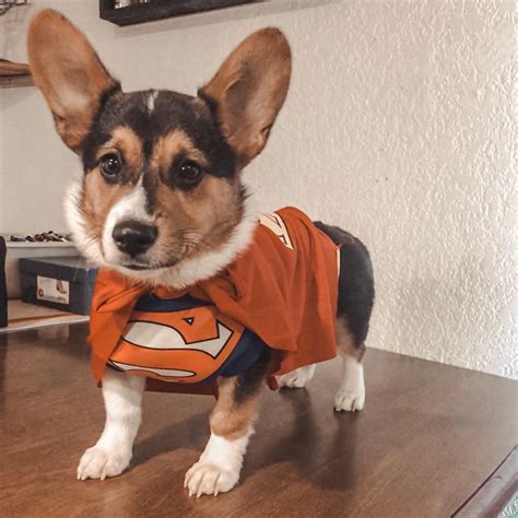 The miniature corgi has a huge appeal. Corgi Dog Halloween Costume|Corgi Dog Halloween Costumes ...