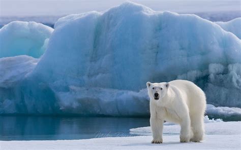 Polar Bear On The Pack Ice Along Spitsbergen Coast Svalbard Norway