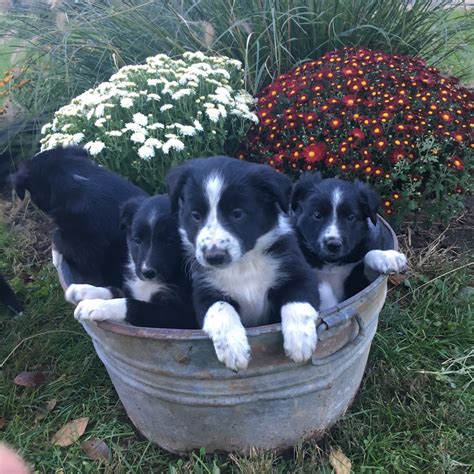 Border Collie Puppies For Sale Mcveytown Pa 285290