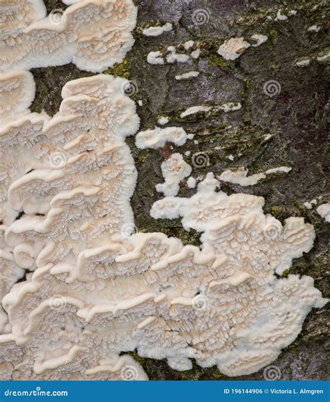 Irpex Lacteus White Rot Fungus On Dead Cherry Tree Stock Photo Image