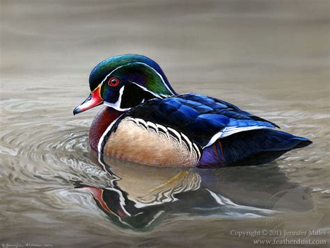 Wood Duck Painting At Explore Collection Of Wood Duck Painting