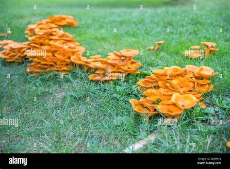Omphalotus Oleariusbright Orange Poisonous Mushroom Fungus