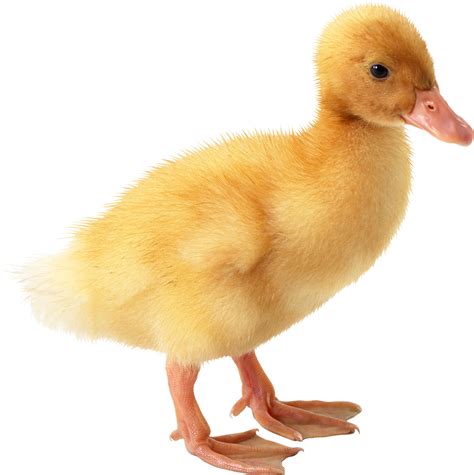 Little Yellow Duck Png Image