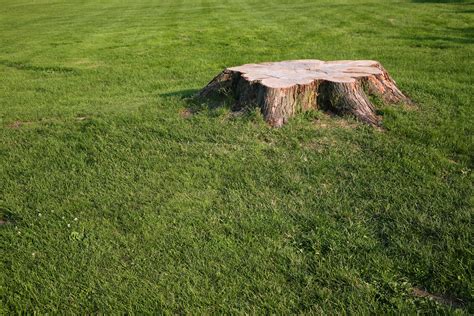 How to kill small tree stumps. Chemicals That Kill Tree Roots | Home Guides | SF Gate