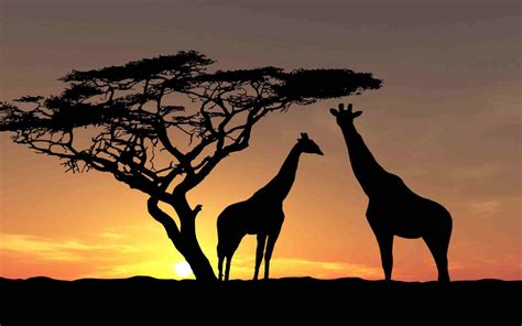6 Day Tanzania Luxury Safari Tourbest Wildlife Safari
