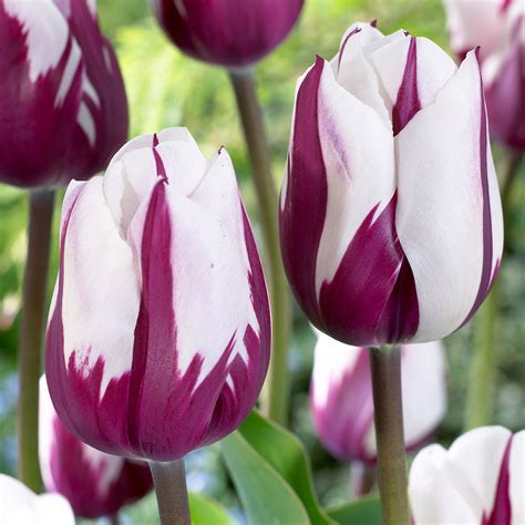 Tulip Rembrandt Collection Garden Offers