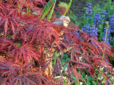 Red Emperor Maple Palmate Maple Japanese Maple Or Smooth Japanese