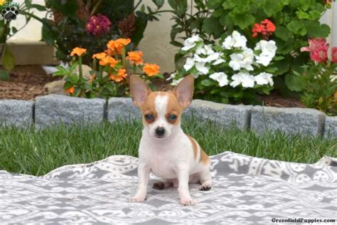 Chihuahua Puppies For Sale Greenfield Puppies