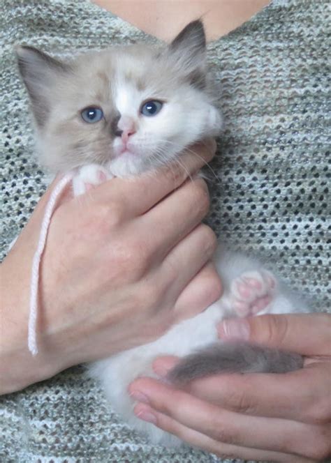 Ukpets found 10 ragdoll for sale in the uk. Ragdoll Cats For Sale | California Street, CA #292264
