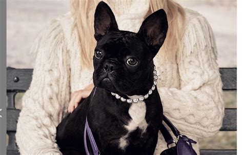 Joe germanotta spoke to fox news on thursday, just hours after the incident in california. Lady Gaga's dog Asia is the new face of Coach - CBS News