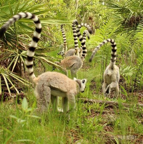 Ring Tailed Lemurs In Forest Habitat Lemur Conservation Network