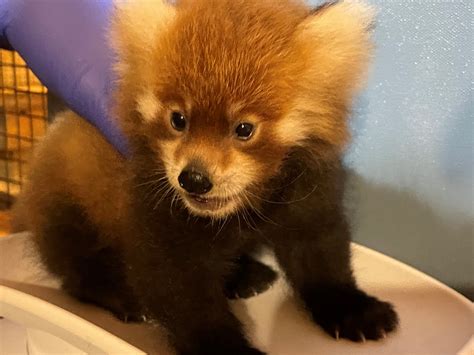 Pictures Of Newborn Red Pandas