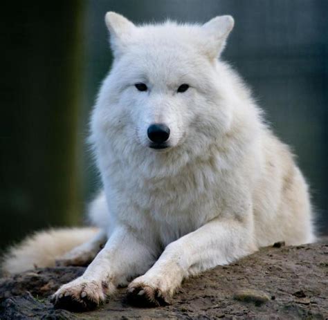 Polarwolf Nachwuchs Im Wildpark Johannismühle Welt