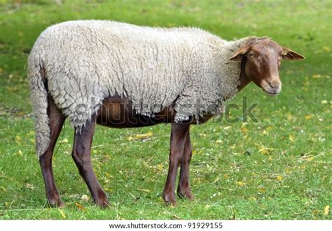 Sheep Variety Solognot Sologne French Race Stock Photo 91929155