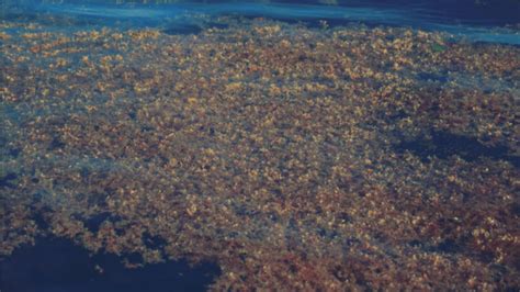 Giant Seaweed Farm In The Middle Of The Ocean Aims To Be A Global
