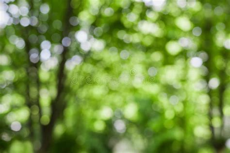 Beautiful Blurred Summer Trees In Park Natural Green Bokeh Background