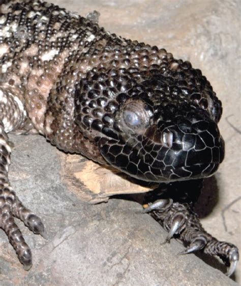 Mexican Beaded Lizard Saint Louis Zoo