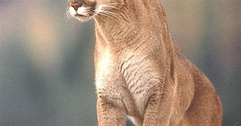 Cannon Beach Police Issue Alert After More Cougar Sightings News