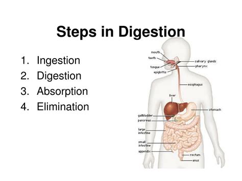 Ppt Tissues And Organ Systems Powerpoint Presentation Free Download