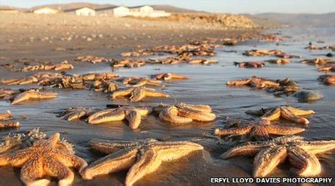 Hundreds Of Dead Starfish Wash Up On Talybont Beach Bbc News