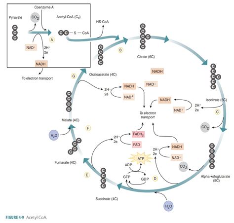 Metabolic Pathways Cellular Metabolism