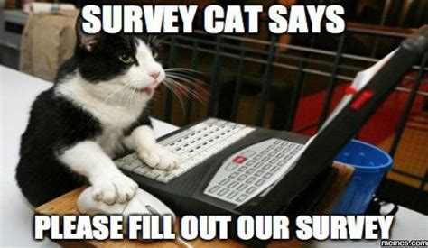 Survey Cat Says Please Cat Memes Crazy Cats Cats