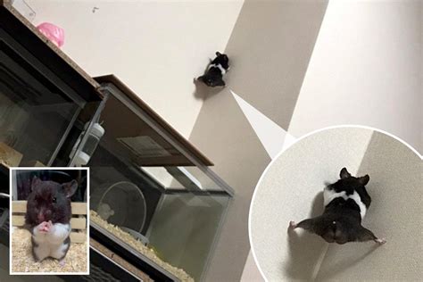 Hilarious Pictures Of Hamster Escaping Its Cage And Climbing Up A Wall