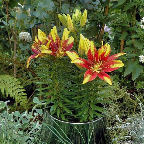 Asiatic Lily Bulbs Tiny Sensation Growing Lilies Lily Bulbs Lily Plants