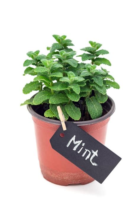 Fresh Mint Plant Growing In A Pot With Chalk Board Apple Mint