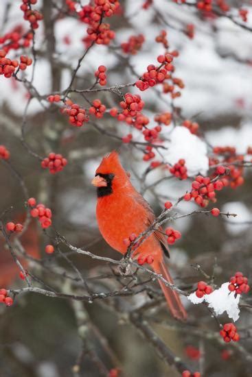 Northern Cardinal Male In Common Winterberry Bush In Winter Marion