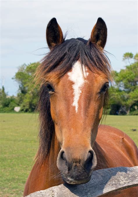 Horse Free Stock Photo Public Domain Pictures