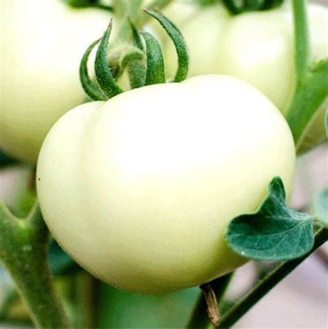 White Wonder Beefsteak Tomato Seeds Unique Heirloom Bin221 Etsy