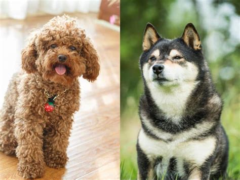 Shiba Inu Poodle Mix Physical Look Lifespan And Temperament