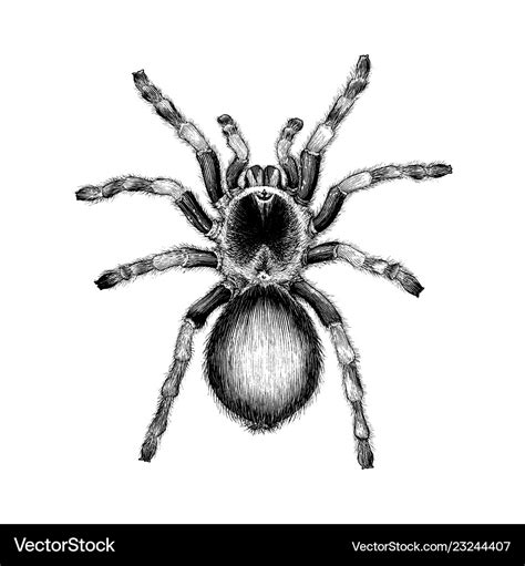 Tarantula Spider Hand Drawing Vintage Engraving Vector Image