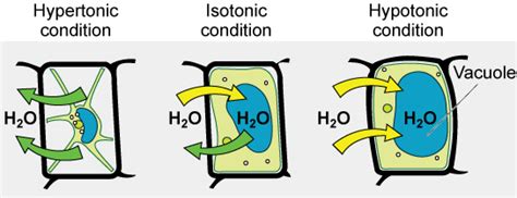 Why does plant cell shrink when kept in hypertonic solution. passive transport | Biology I