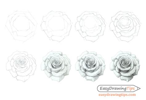 Roses are often referred to as the symbol of romance and love. How to Draw a Rose Step by Step Tutorial - EasyDrawingTips