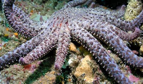 Sunflower Sea Star One Step Closer To Endangered Species Act Protection