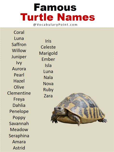 Best Turtle Names In English Vocabulary Point