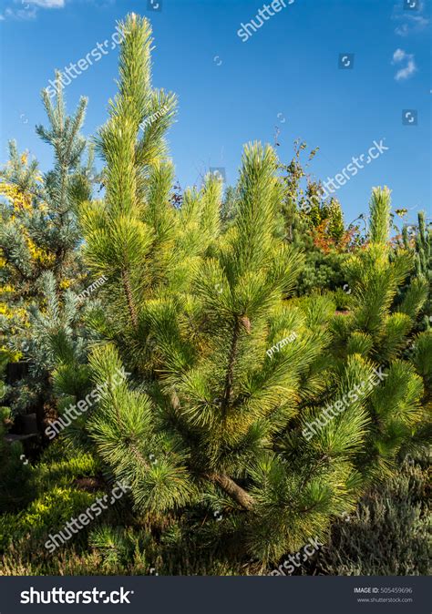 Pinus Thunbergii Pine Tree Growing Park Stock Photo 505459696