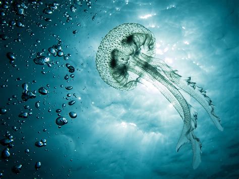 Jellyfish In Oceans Are Reaching Problematic Proportions Huffpost Canada